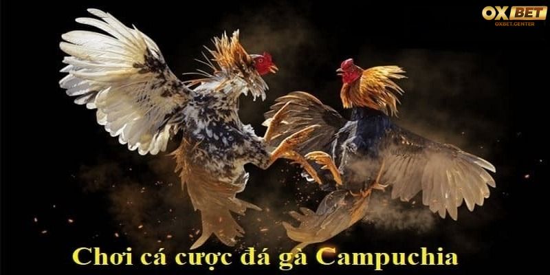 Cách chơi đá gà Campuchia tại nhà cái OXBET