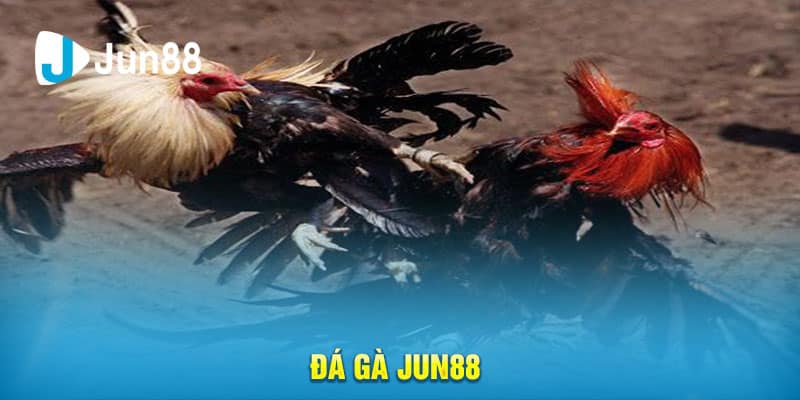 Đá gà là sảnh game không thể bỏ qua khi ghé thăm Jun88 